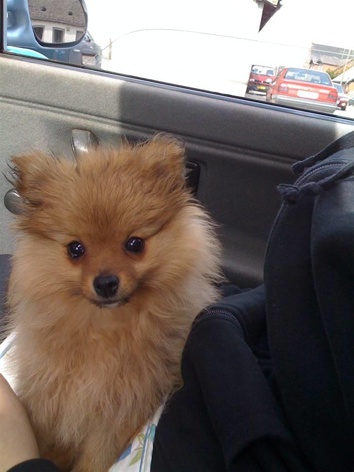 Pomeranian Tilde - Første gang ved dyrlægen billede 15