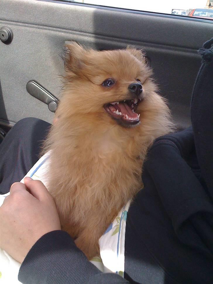 Pomeranian Tilde - Tilde med hendes "Lupo Look":p billede 16