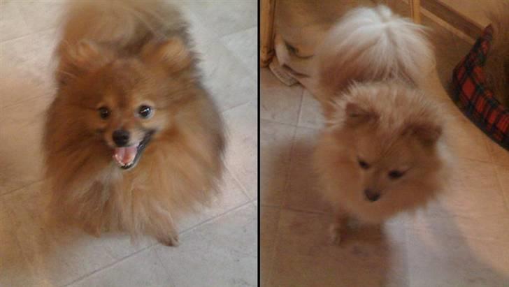 Pomeranian Tilde - Tildes fine Far og Mor fra Esbjerg kanten:) billede 17