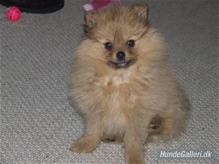 Pomeranian Tilde billede 18
