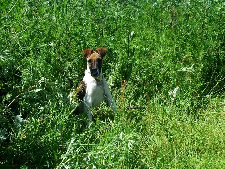 Glathåret foxterrier 09 JEMA-SPOT Sir SCHRØDER - Er jeg ikke sød!!! billede 1
