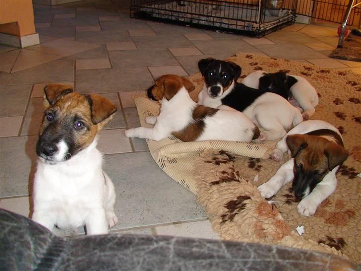 Glathåret foxterrier 09 JEMA-SPOT Sir SCHRØDER - Mig og mine søskende billede 2