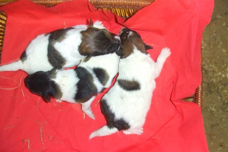 Glathåret foxterrier 09 JEMA-SPOT Sir SCHRØDER - Mine søskende billede 3