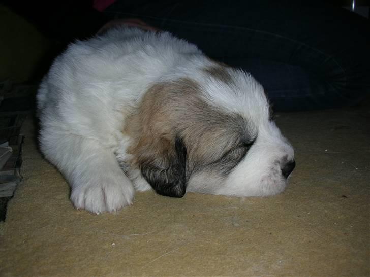 Pyreneerhund Sandybear´s Kapok billede 2