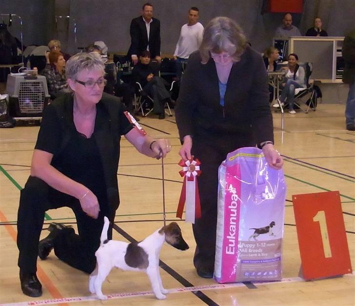 Glathåret foxterrier 09 JEMA-SPOT Sir SCHRØDER - Første gang jeg blev BIS billede 4