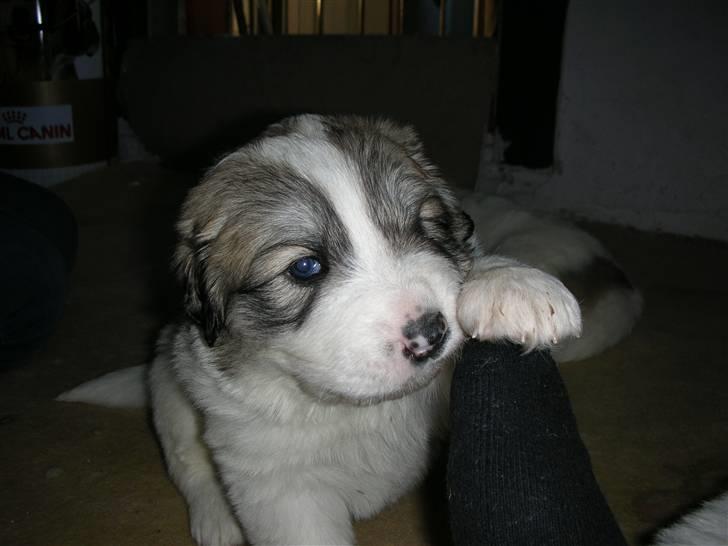 Pyreneerhund Sandybear´s Kapok billede 3