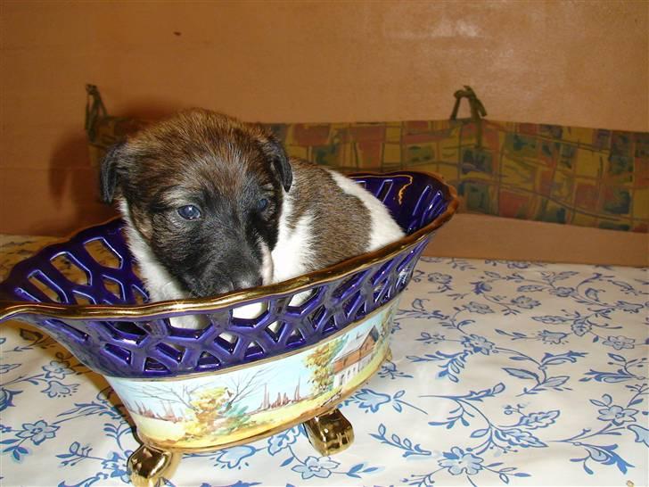 Glathåret foxterrier 09 JEMA-SPOT Sir SCHRØDER - Øv.. bare fordi jeg ikke kan stå så skal jeg i en skål billede 5
