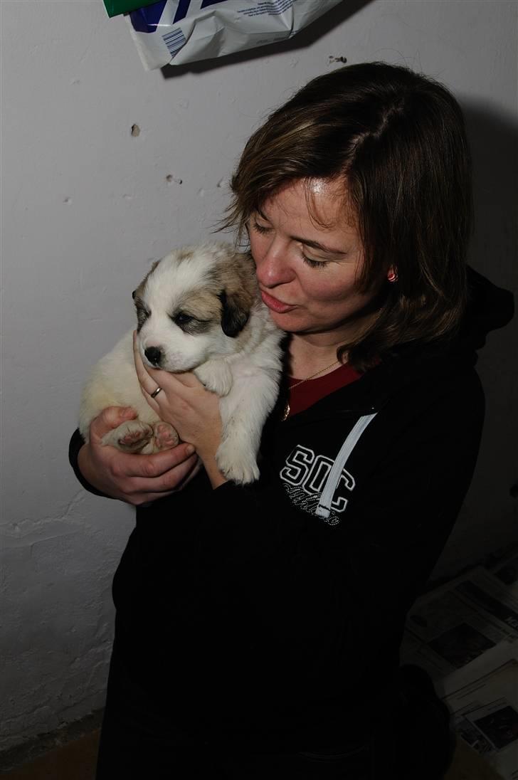 Pyreneerhund Sandybear´s Kapok billede 4