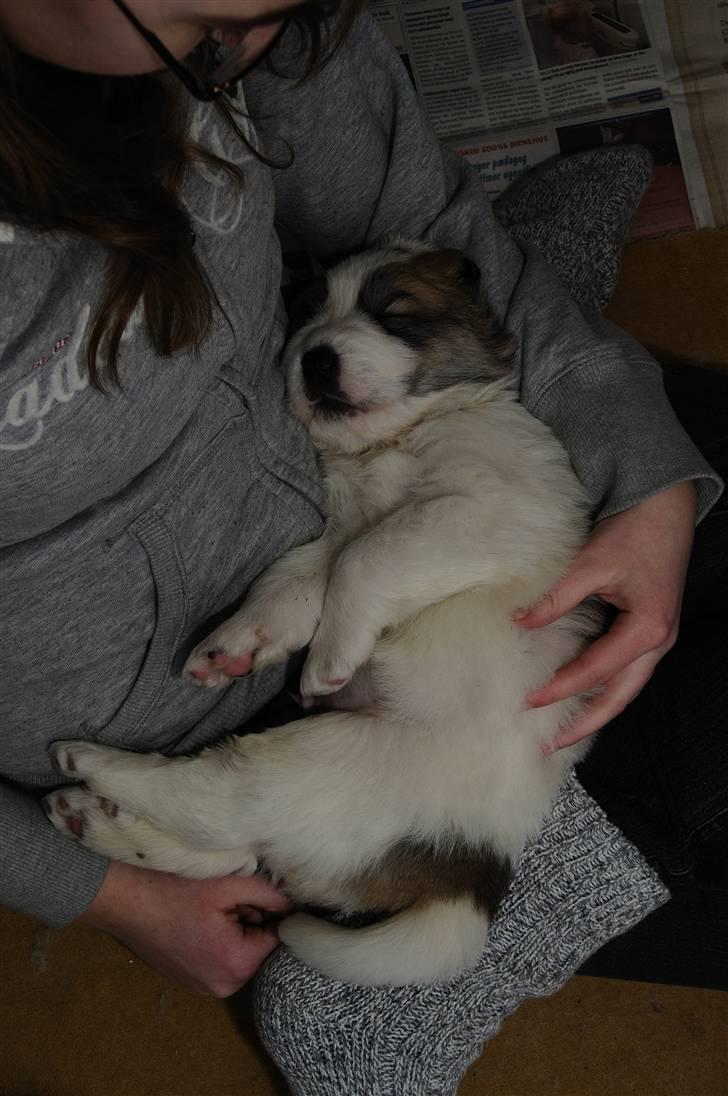 Pyreneerhund Sandybear´s Kapok billede 5