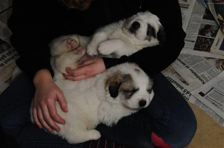 Pyreneerhund Sandybear´s Kapok billede 6