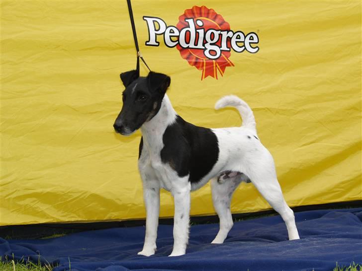 Glathåret foxterrier 09 JEMA-SPOT Sir SCHRØDER - Min far billede 6