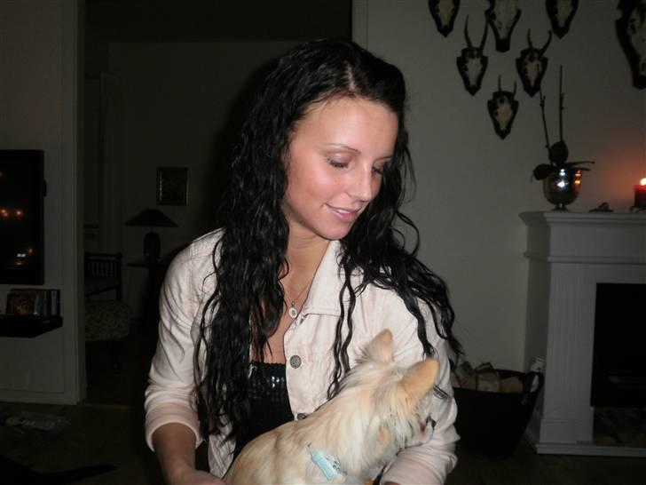 Chihuahua Sofus  - Sofus og mig juleaften :-)  billede 4