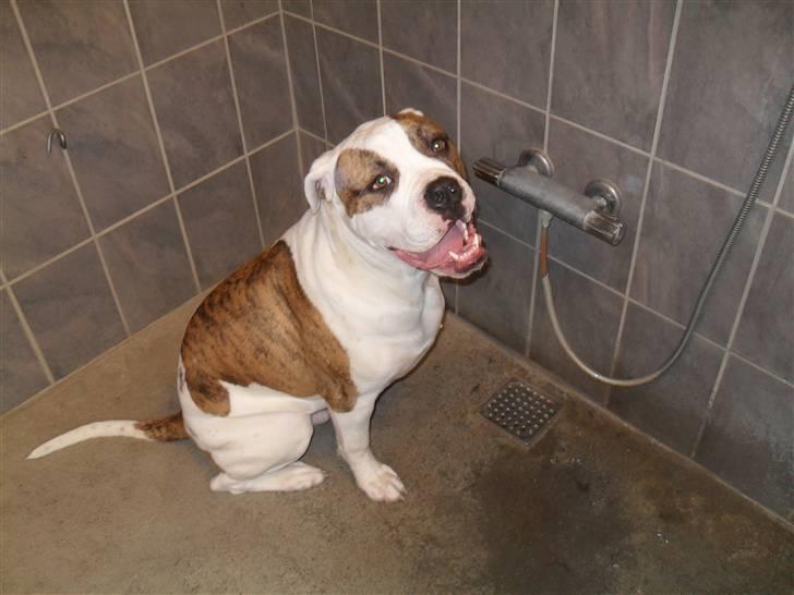 Amerikansk bulldog Bertram billede 11