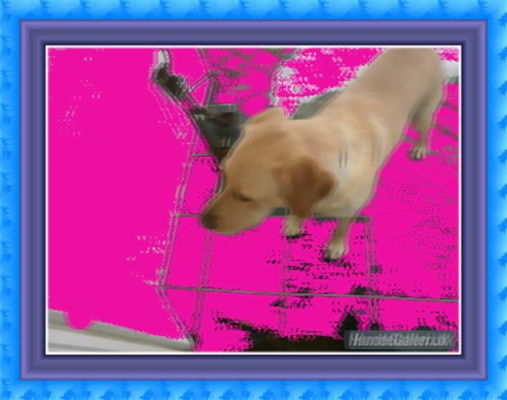 Labrador retriever molly billede 1