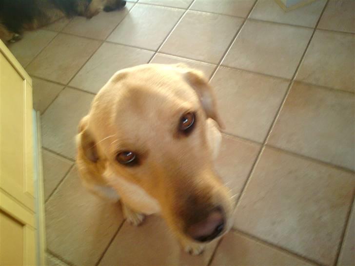 Labrador retriever molly billede 2