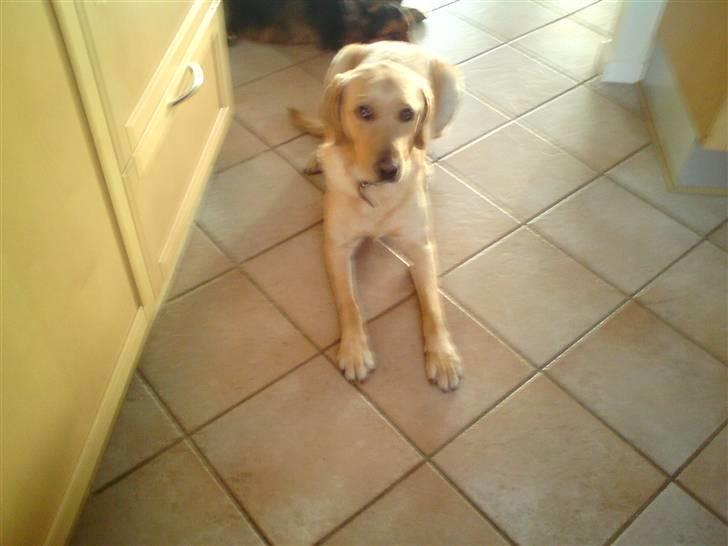 Labrador retriever molly billede 3