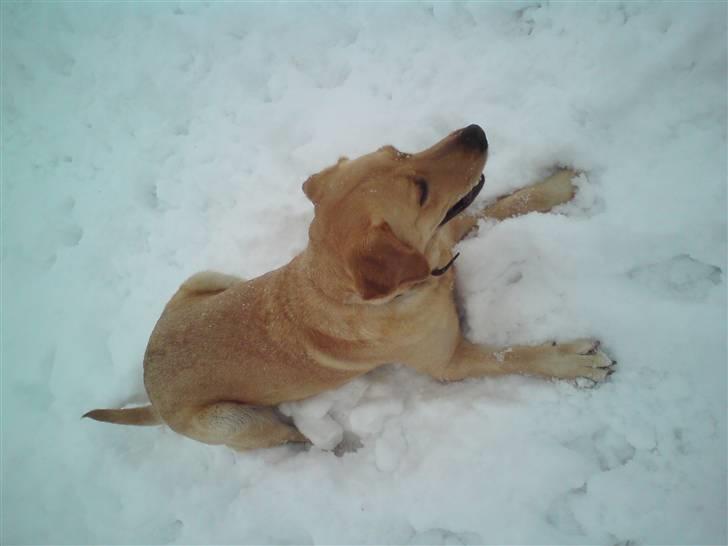 Labrador retriever molly billede 4