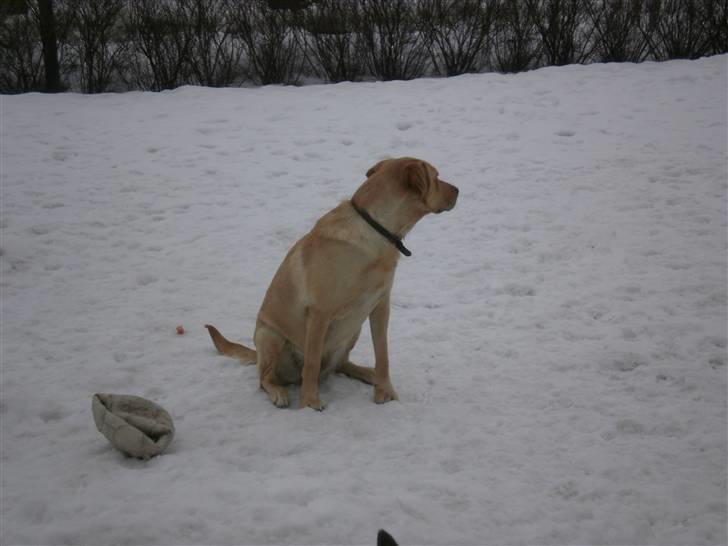 Labrador retriever molly billede 5