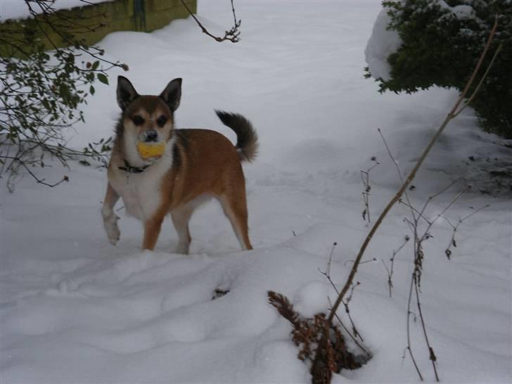 Norsk lundehund Heldager's Liv - 22.12.09 billede 19