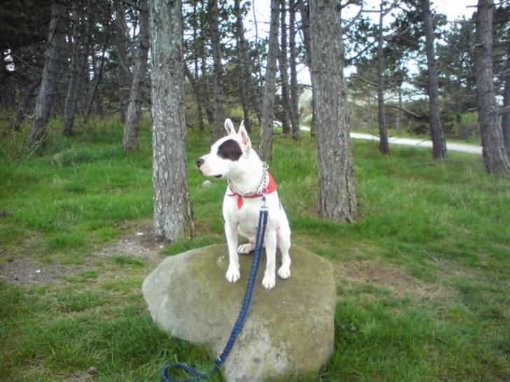 Amerikansk staffordshire terrier Puma billede 1