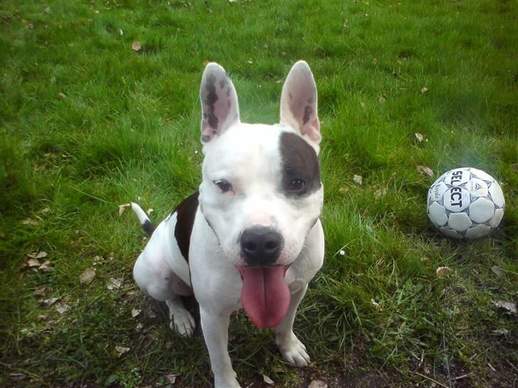 Amerikansk staffordshire terrier Puma billede 2