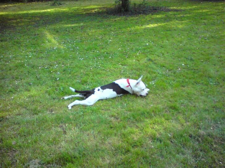 Amerikansk staffordshire terrier Puma billede 3