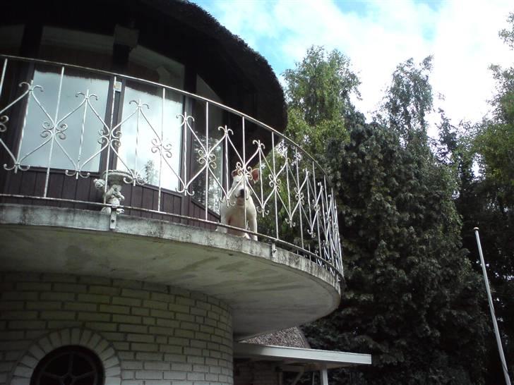 Amerikansk staffordshire terrier Puma billede 4