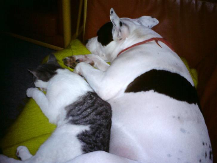 Amerikansk staffordshire terrier Puma billede 5