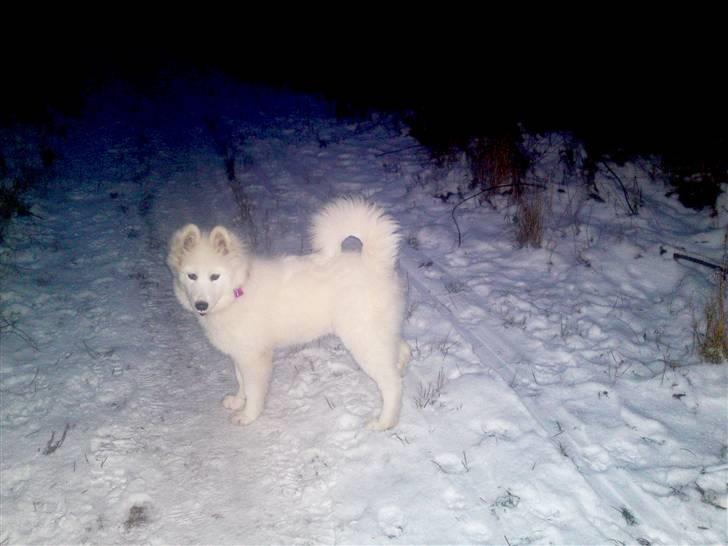 Samojedhund Dina - flot i sneen (: billede 1