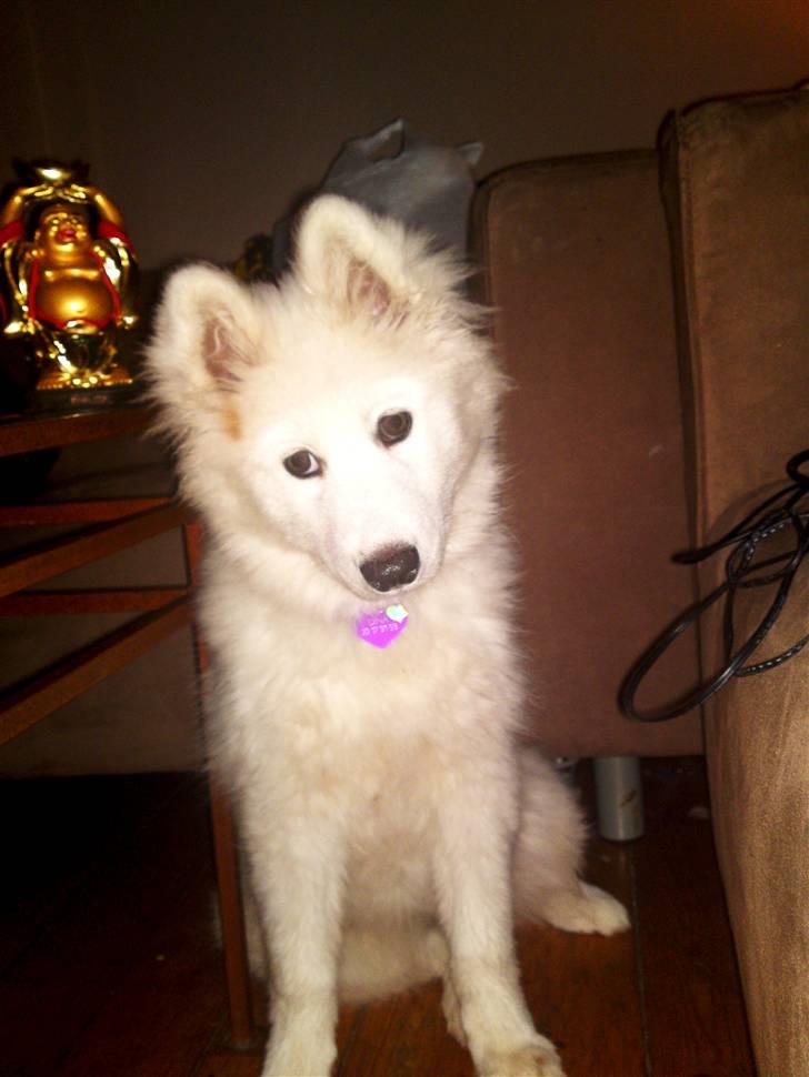 Samojedhund Dina - med hovedet på skrå <3 billede 2