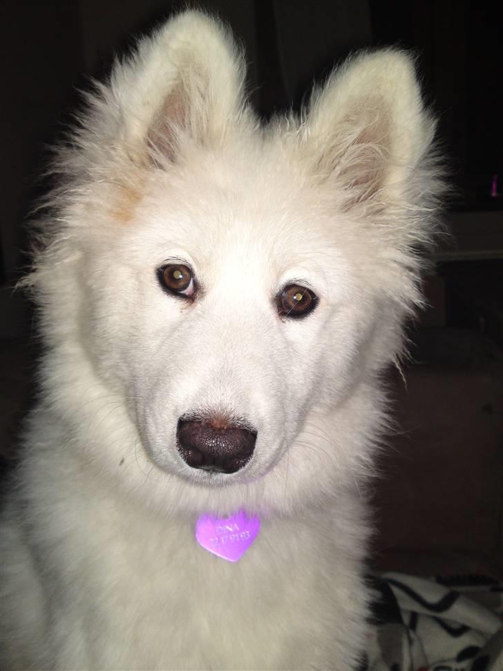 Samojedhund Dina billede 3