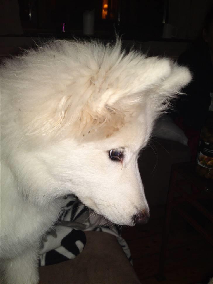 Samojedhund Dina billede 4