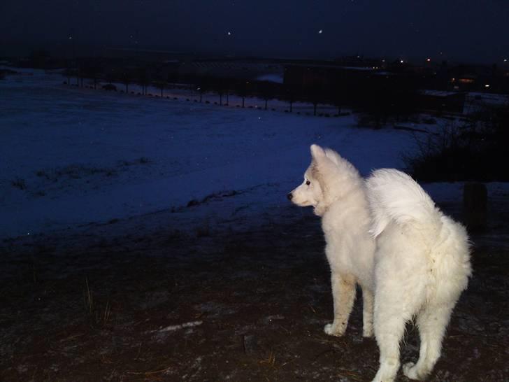 Samojedhund Dina - fin udsigt :) billede 5