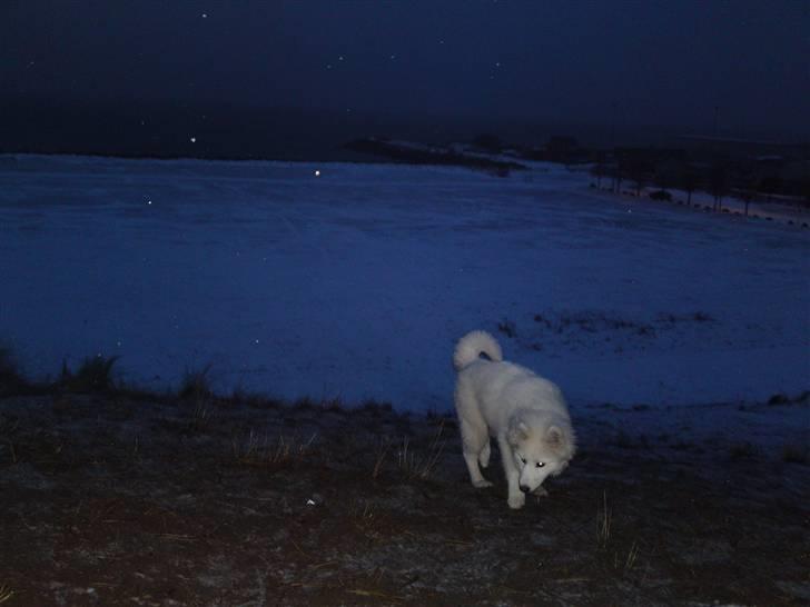 Samojedhund Dina billede 6