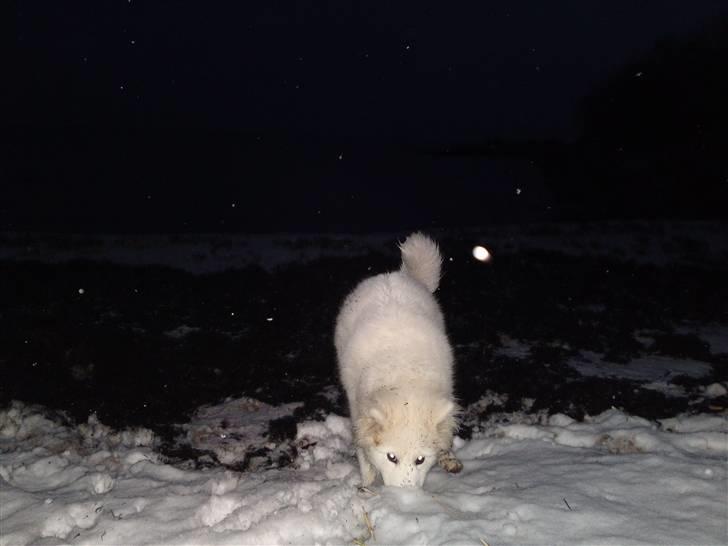 Samojedhund Dina - Med snuden i sneen :) billede 7