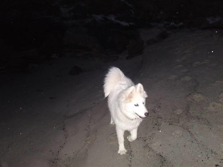 Samojedhund Dina - På stranden. billede 8