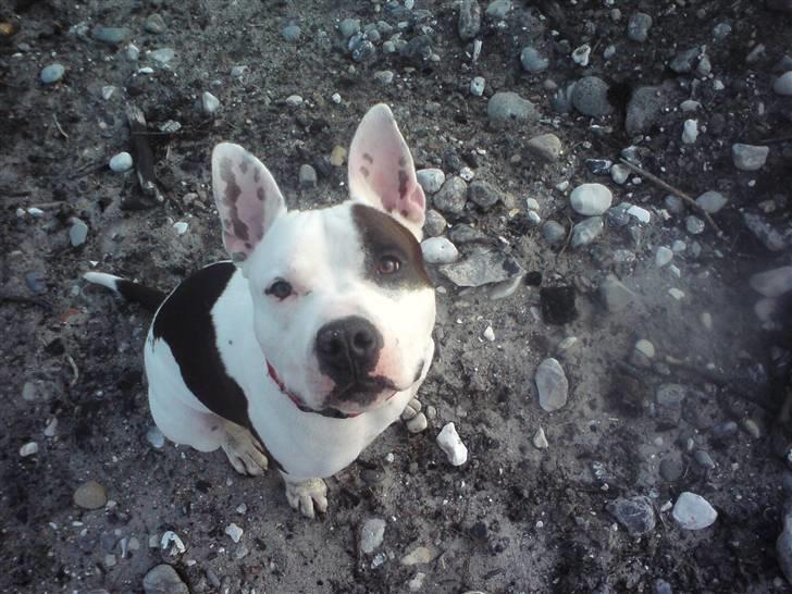 Amerikansk staffordshire terrier Puma billede 6