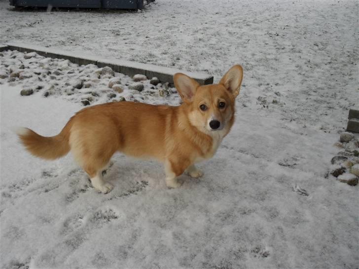 Welsh corgi pembroke kenya - Hun elsker sneen billede 7