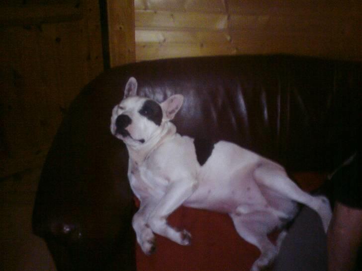 Amerikansk staffordshire terrier Puma billede 7