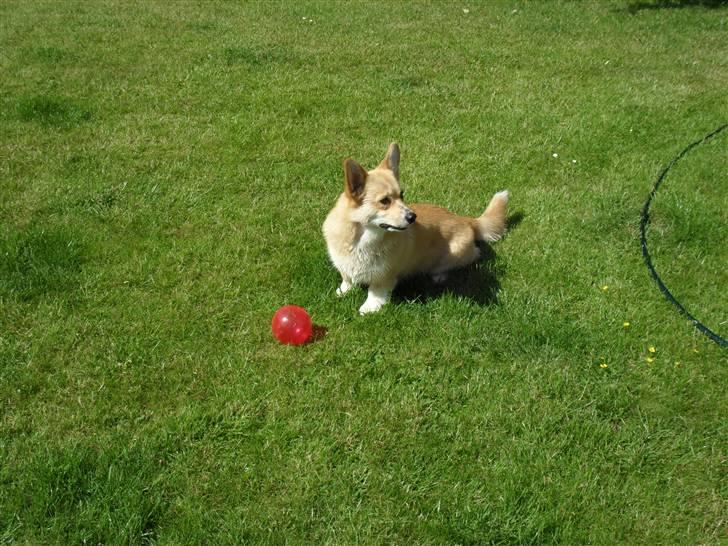 Welsh corgi pembroke kenya - Mit yndlings legetøj. "PIVEREN" :-) billede 8