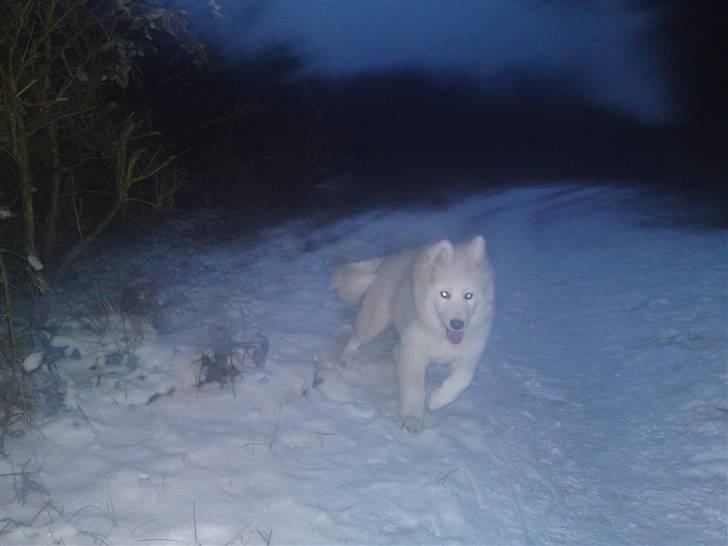 Samojedhund Dina - spurter :) billede 10