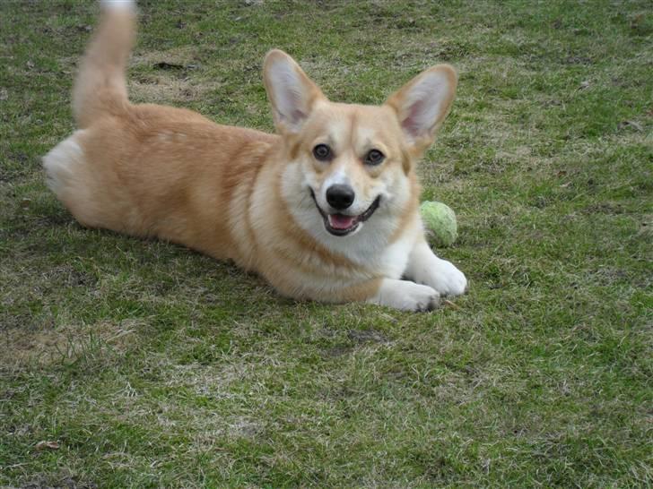 Welsh corgi pembroke kenya - 07-04-2010 billede 9