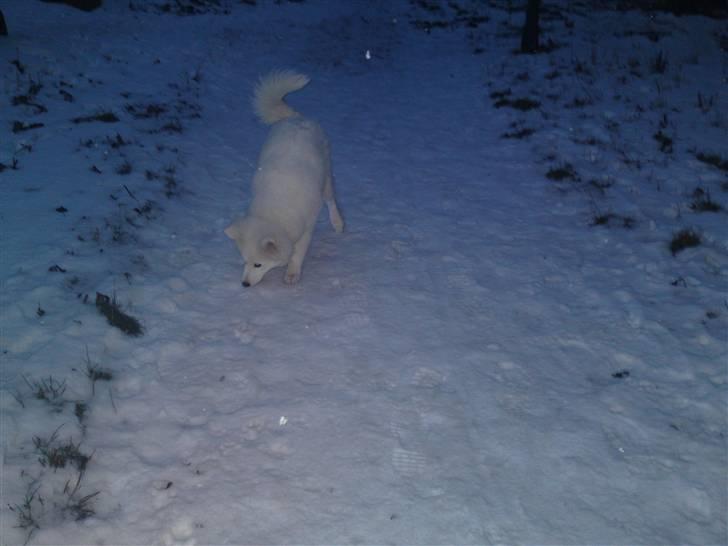Samojedhund Dina billede 11
