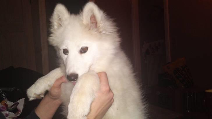 Samojedhund Dina billede 12