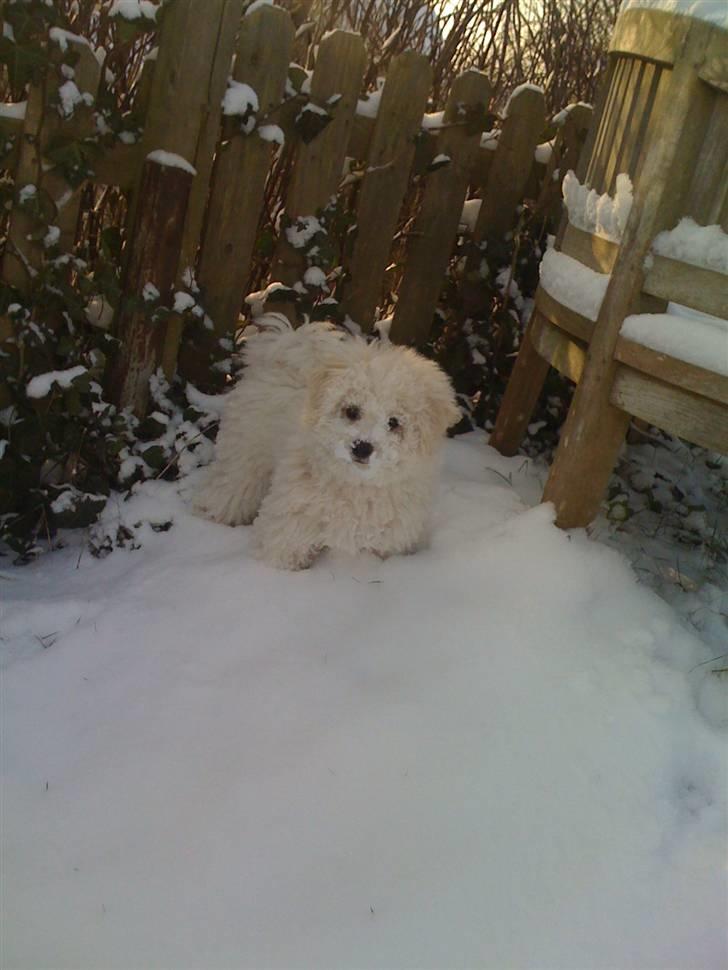 Bichon à poil frisé Aslan - Leg i sneen :) 4 måneder gammel. billede 6