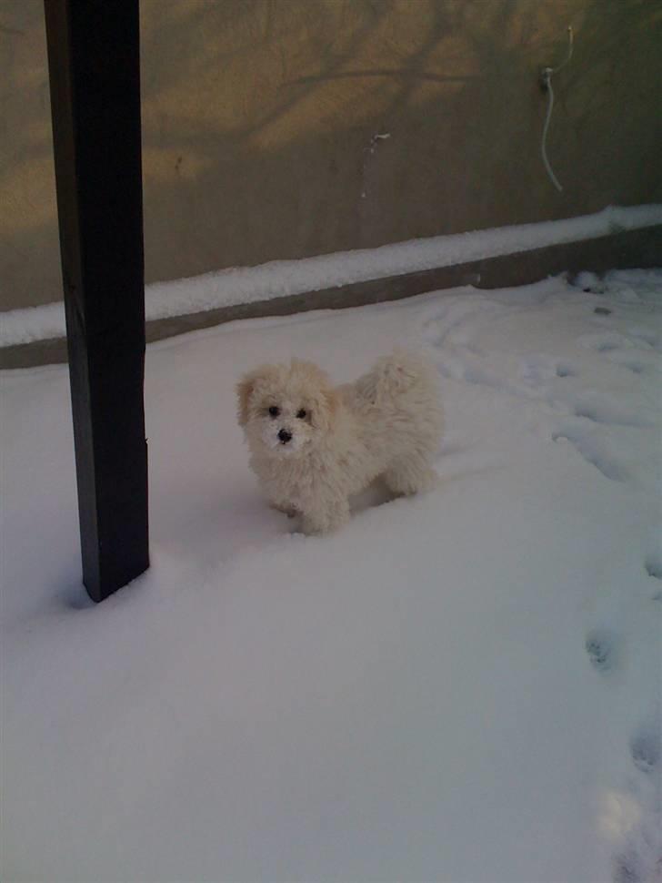 Bichon à poil frisé Aslan - 4 måneder gammel. billede 7