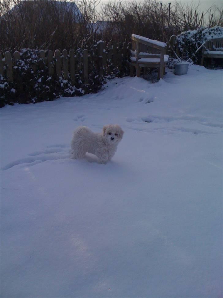 Bichon à poil frisé Aslan - 4 måneder. billede 8