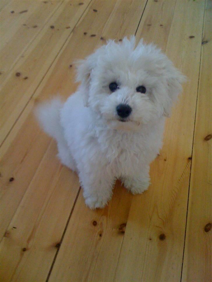 Bichon à poil frisé Aslan - 4 måneder. billede 9