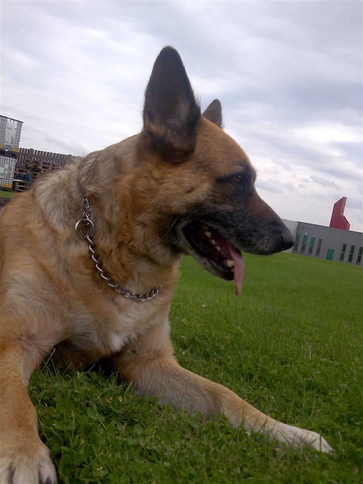 Schæferhund King *RIP* billede 1