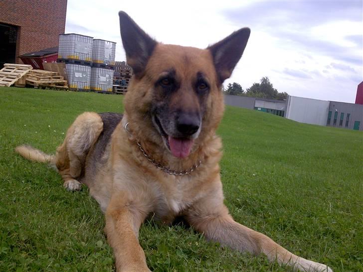 Schæferhund King *RIP* billede 2